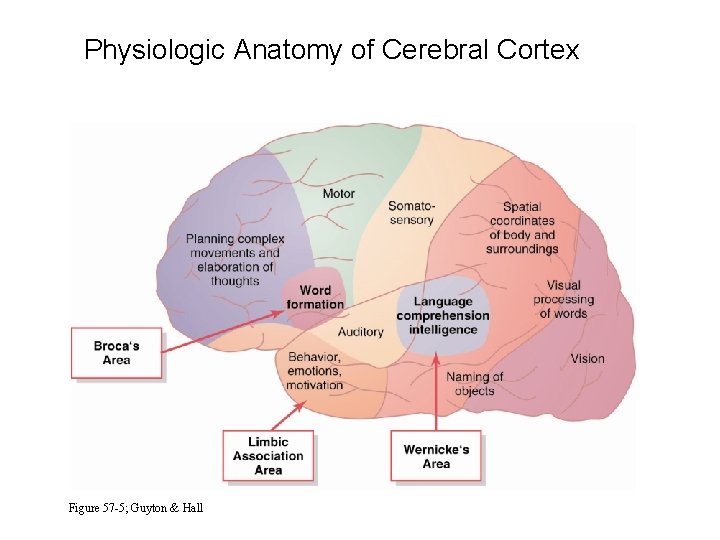 Physiologic Anatomy of Cerebral Cortex Figure 57 -5; Guyton & Hall 