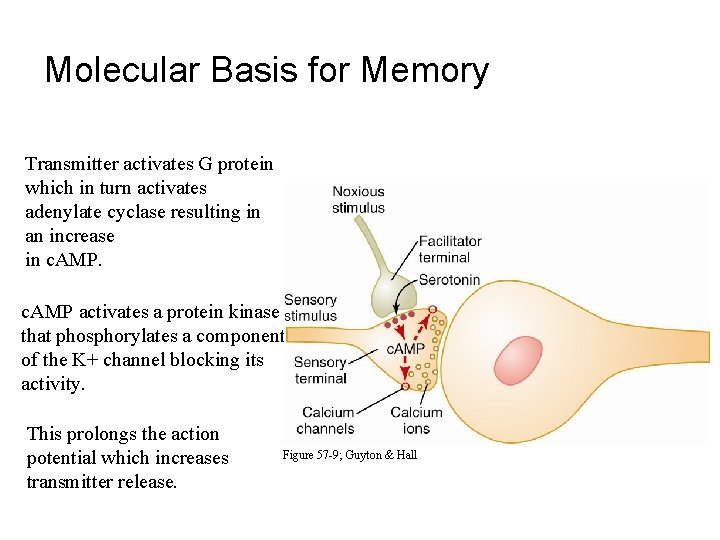 Molecular Basis for Memory Transmitter activates G protein which in turn activates adenylate cyclase