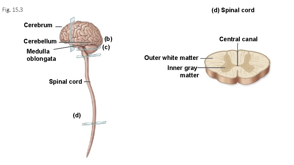 Fig. 15. 3 (d) Spinal cord Cerebrum (b) (c) Cerebellum Medulla oblongata Central canal