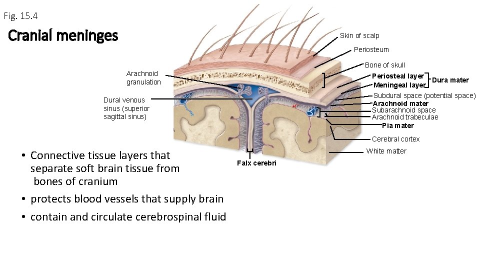 Fig. 15. 4 Cranial meninges Skin of scalp Periosteum Bone of skull Arachnoid granulation