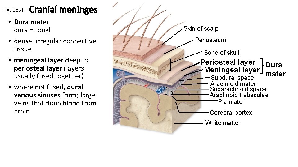 Fig. 15. 4 Cranial meninges • Dura mater dura = tough • dense, irregular
