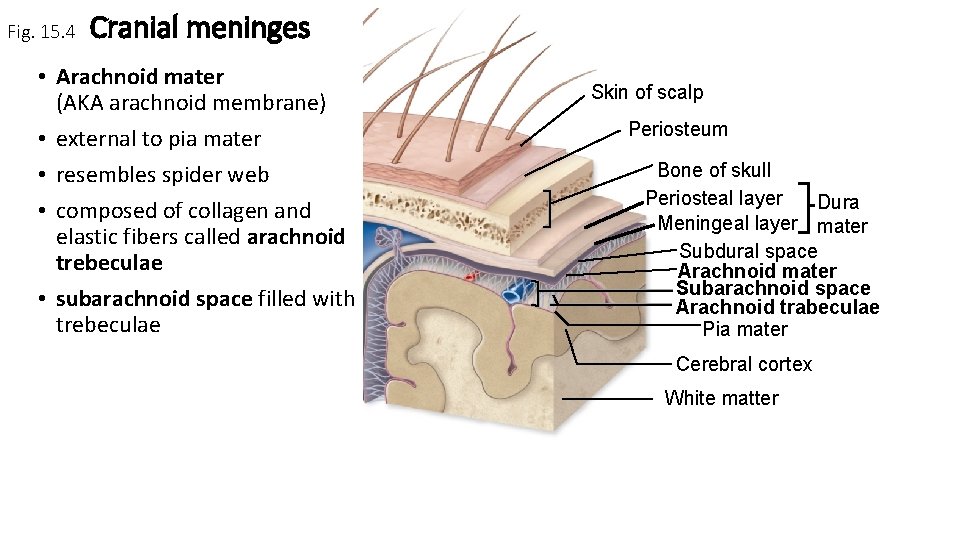 Fig. 15. 4 Cranial meninges • Arachnoid mater (AKA arachnoid membrane) • external to