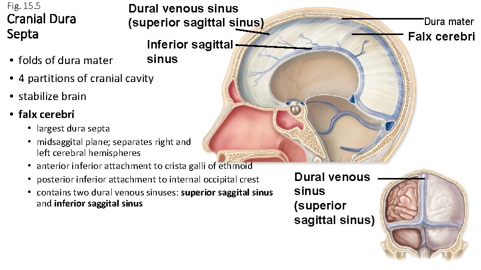 Fig. 15. 5 Cranial Dura Septa • • Dural venous sinus (superior sagittal sinus)