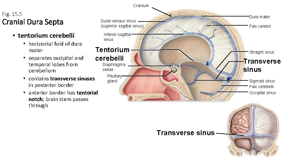 Cranium Fig. 15. 5 Cranial Dura Septa • tentorium cerebelli Dura mater Dural venous