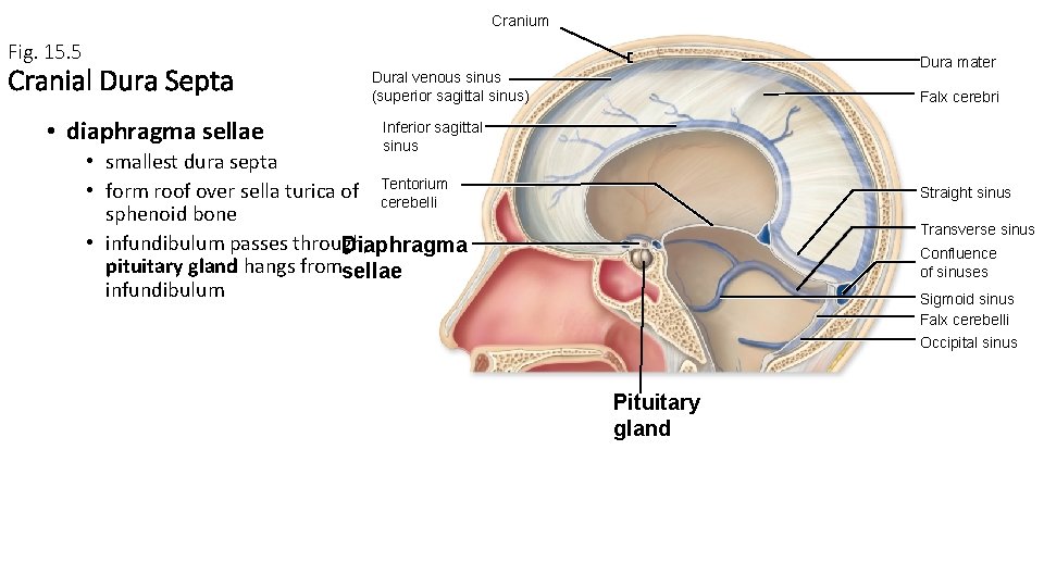 Cranium Fig. 15. 5 Cranial Dura Septa • diaphragma sellae Dura mater Dural venous