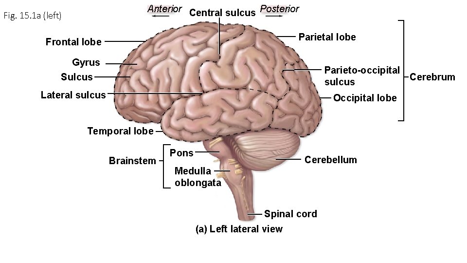 Anterior Central sulcus Posterior Fig. 15. 1 a (left) Parietal lobe Frontal lobe Gyrus