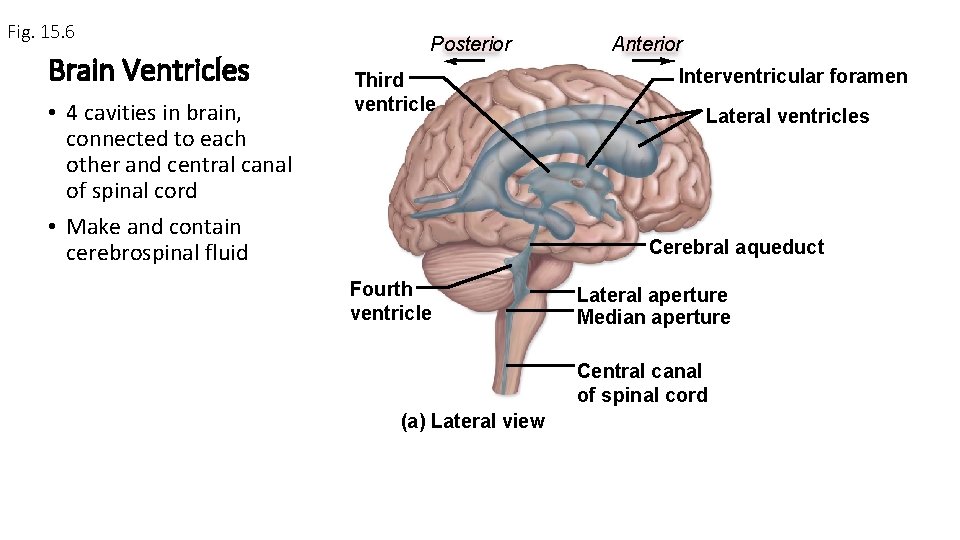 Fig. 15. 6 Brain Ventricles • 4 cavities in brain, connected to each other