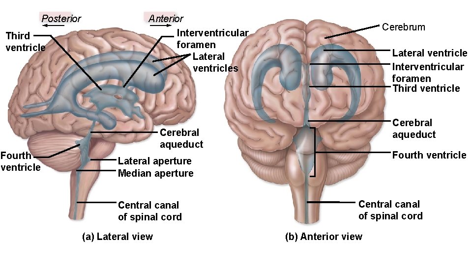 Posterior Third ventricle Anterior Interventricular foramen Lateral ventricles Cerebrum Lateral ventricle Interventricular foramen Third