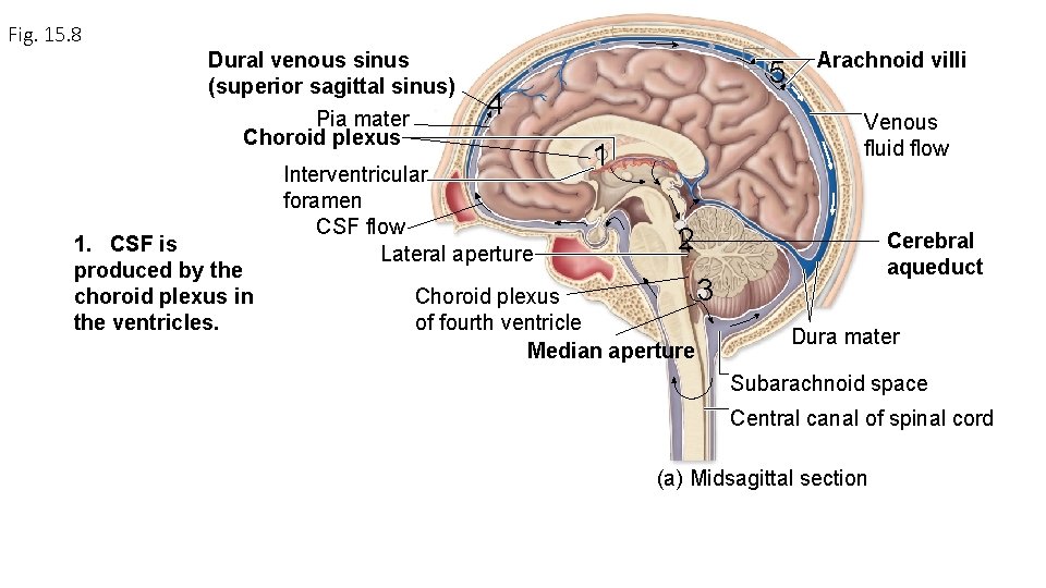 Fig. 15. 8 Dural venous sinus (superior sagittal sinus) Pia mater Choroid plexus 1.
