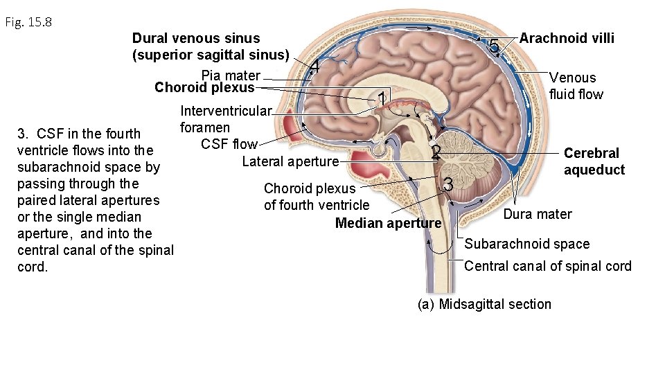 Fig. 15. 8 Dural venous sinus (superior sagittal sinus) Pia mater Choroid plexus 3.