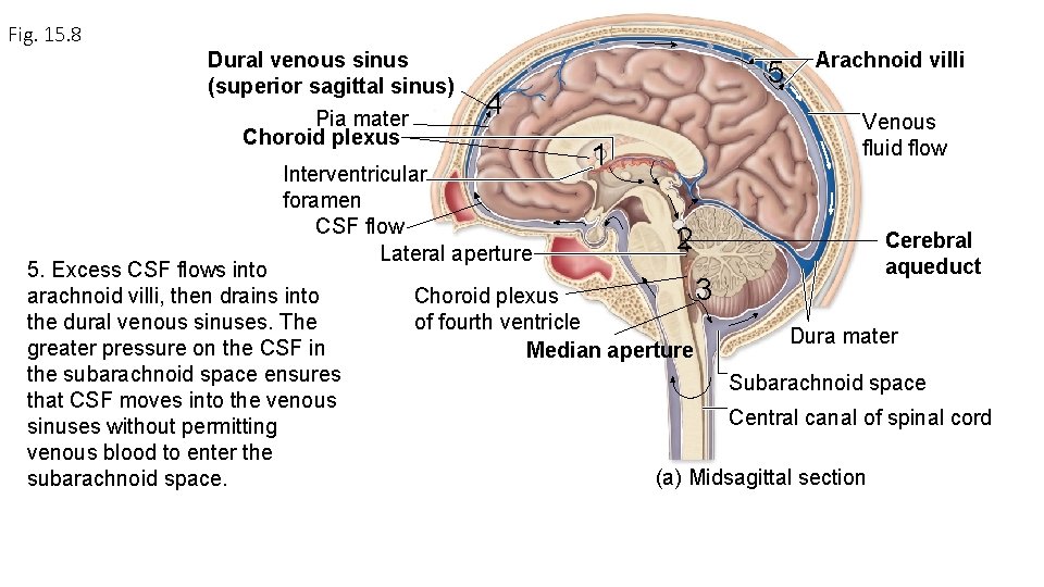 Fig. 15. 8 Dural venous sinus (superior sagittal sinus) Pia mater Choroid plexus 4