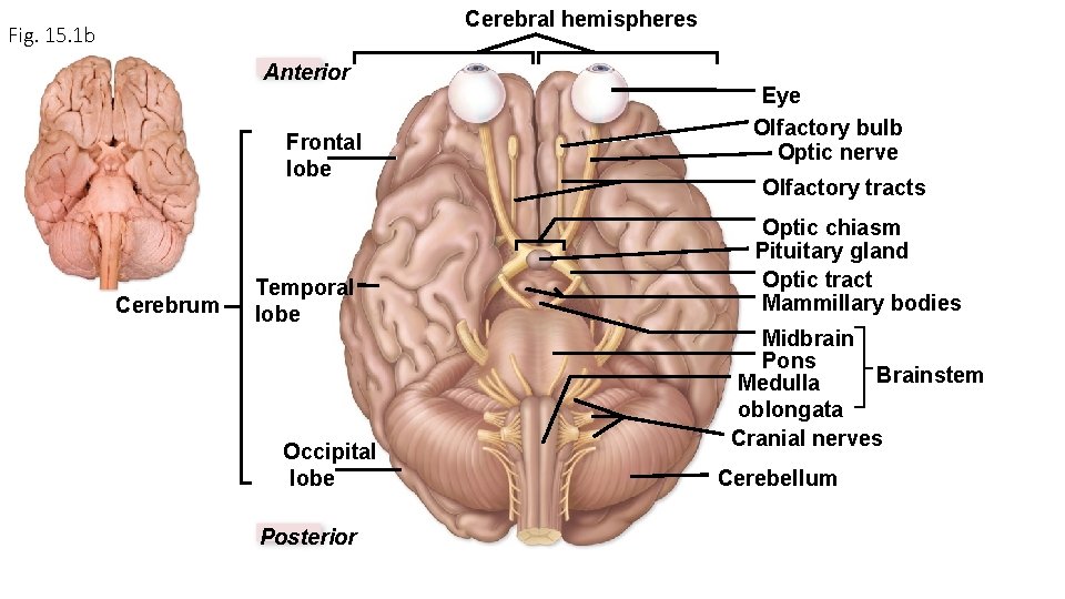 Cerebral hemispheres Fig. 15. 1 b Anterior Frontal lobe Cerebrum Temporal lobe Occipital lobe