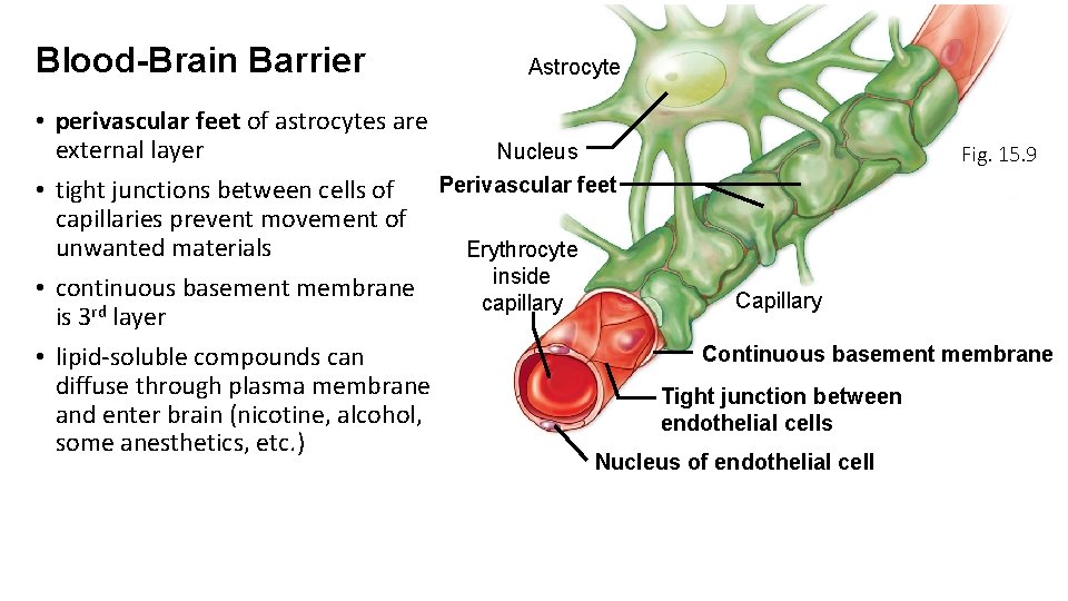 Blood-Brain Barrier Astrocyte • perivascular feet of astrocytes are external layer Nucleus Perivascular feet