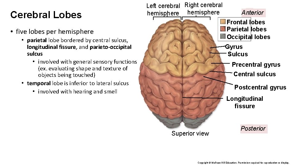 Cerebral Lobes Left cerebral Right cerebral hemisphere Anterior Frontal lobes Parietal lobes Occipital lobes