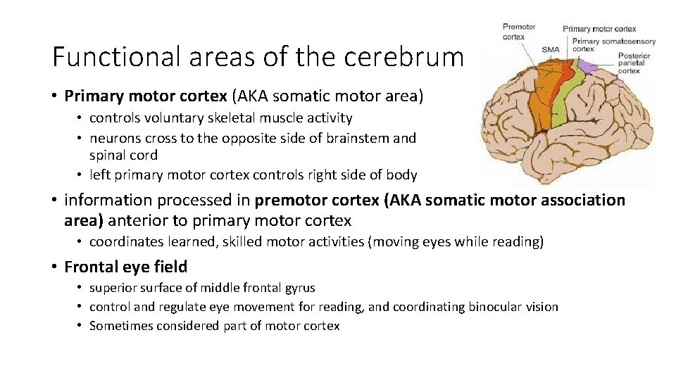 Functional areas of the cerebrum • Primary motor cortex (AKA somatic motor area) •