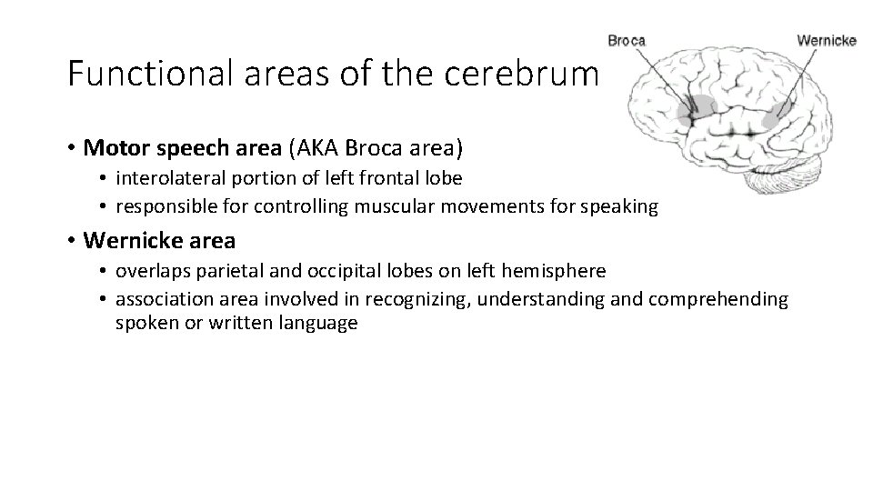 Functional areas of the cerebrum • Motor speech area (AKA Broca area) • interolateral