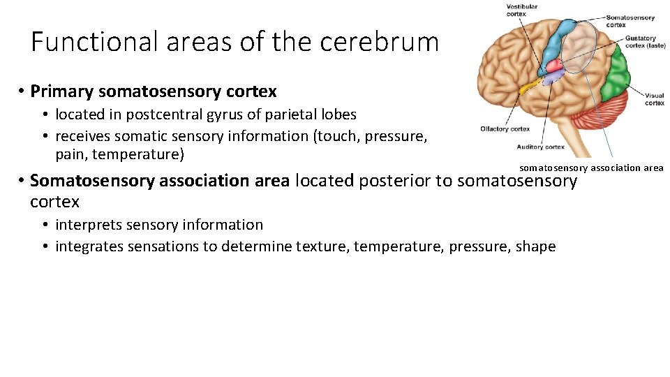 Functional areas of the cerebrum • Primary somatosensory cortex • located in postcentral gyrus