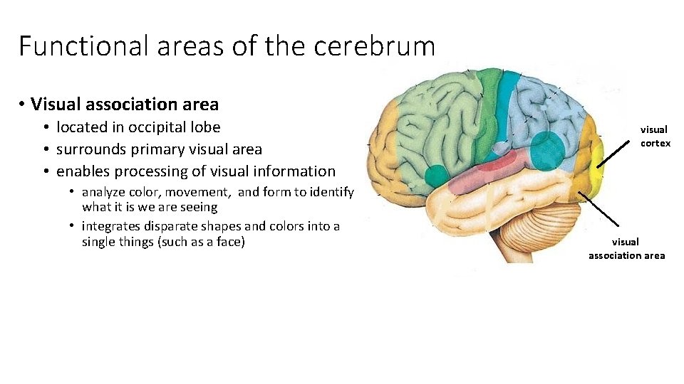 Functional areas of the cerebrum • Visual association area • located in occipital lobe
