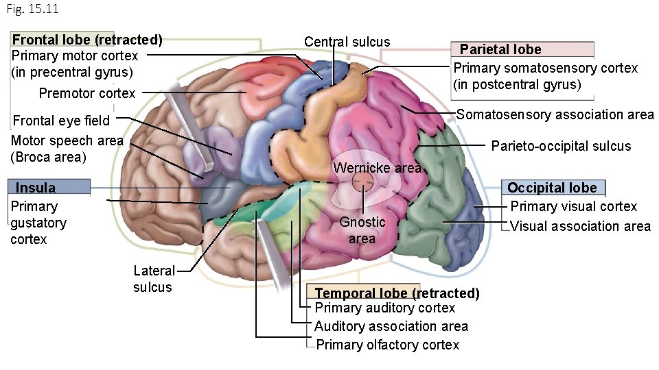 Fig. 15. 11 Frontal lobe (retracted) Primary motor cortex (in precentral gyrus) Central sulcus