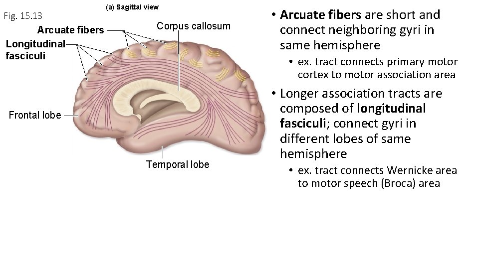 Fig. 15. 13 Arcuate fibers Longitudinal fasciculi (a) Sagittal view Corpus callosum • Arcuate