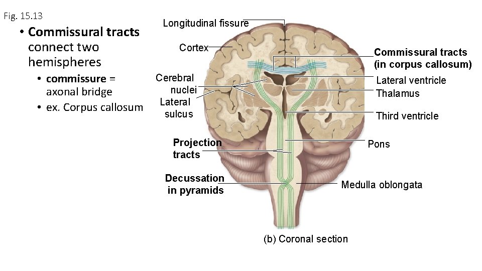 Fig. 15. 13 • Commissural tracts connect two hemispheres Longitudinal fissure Cortex Commissural tracts