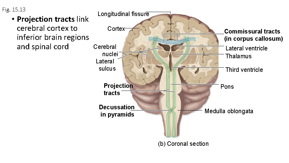 Fig. 15. 13 • Projection tracts link cerebral cortex to inferior brain regions and