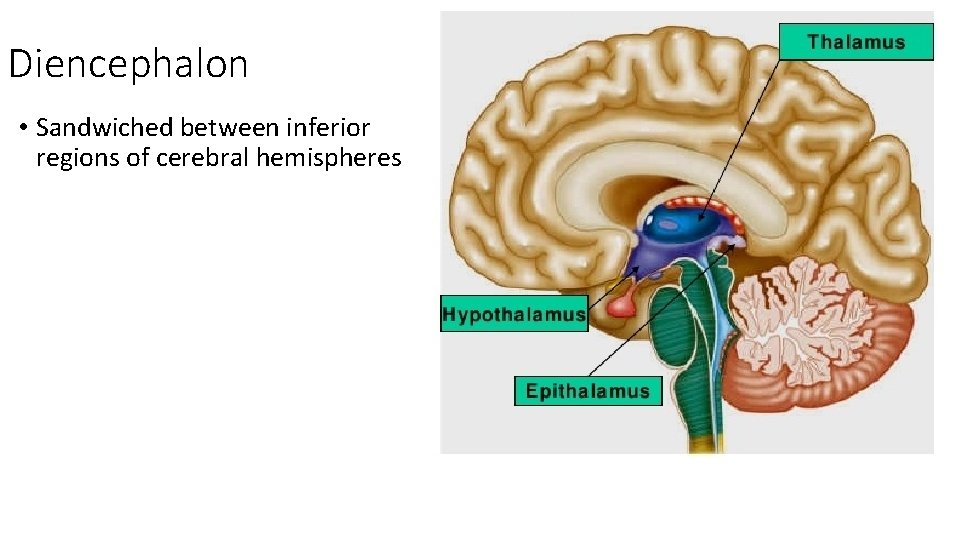 Diencephalon • Sandwiched between inferior regions of cerebral hemispheres 