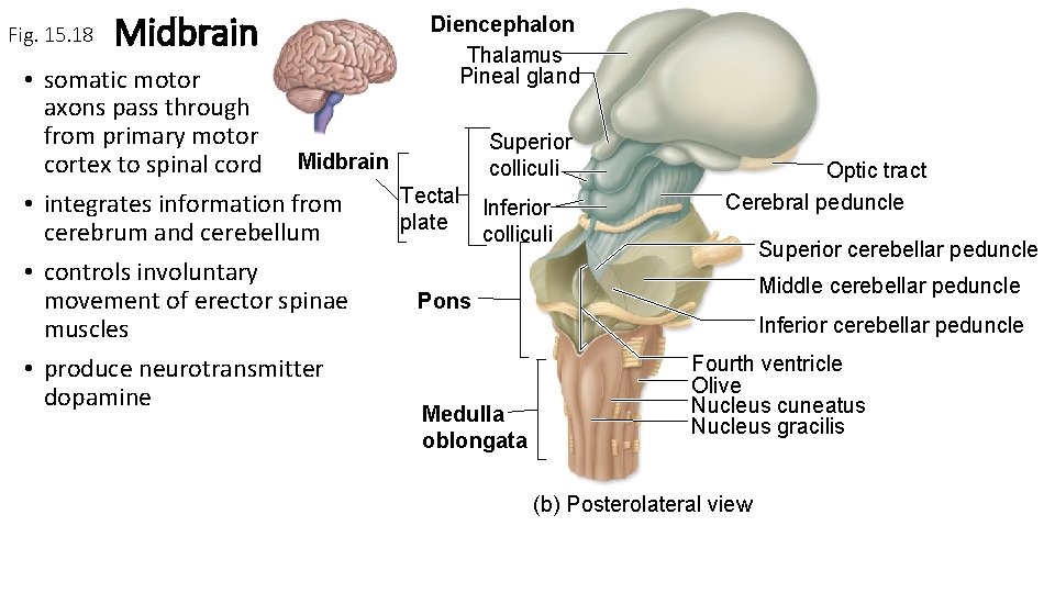 Fig. 15. 18 Midbrain Diencephalon Thalamus Pineal gland • somatic motor axons pass through