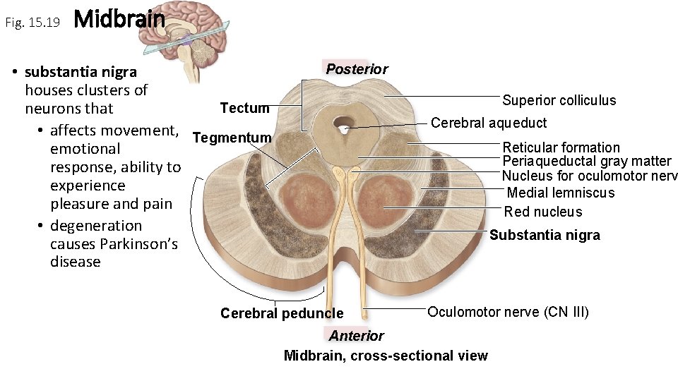 Fig. 15. 19 Midbrain • substantia nigra houses clusters of Tectum neurons that •