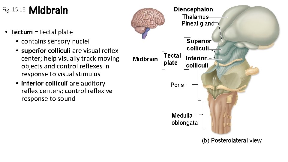 Fig. 15. 18 Midbrain • Tectum = tectal plate • contains sensory nuclei •