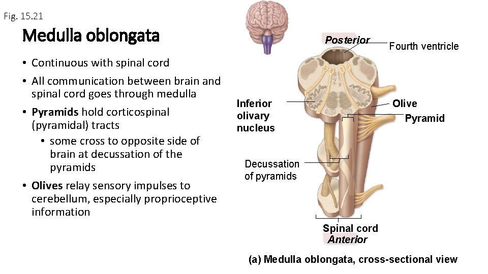 Fig. 15. 21 Medulla oblongata • Continuous with spinal cord • All communication between