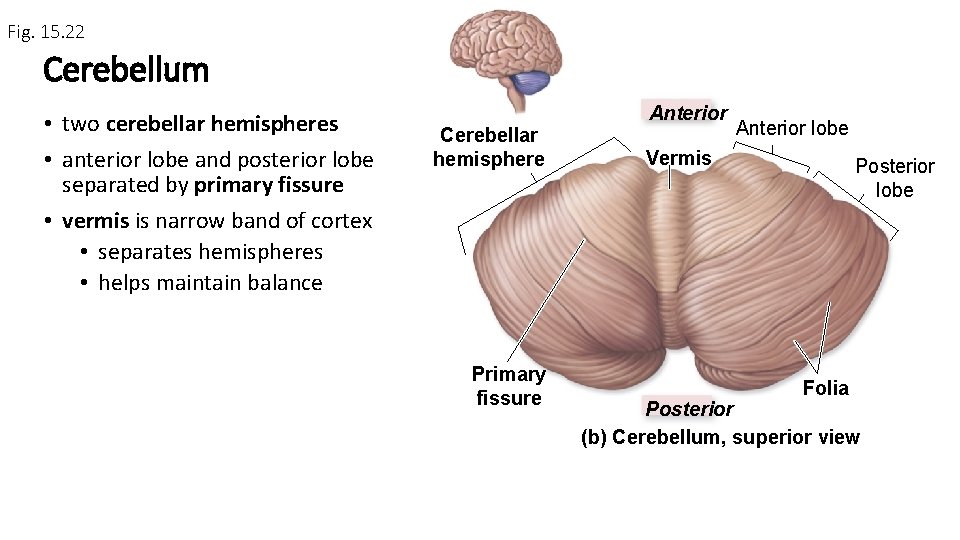 Fig. 15. 22 Cerebellum • two cerebellar hemispheres • anterior lobe and posterior lobe