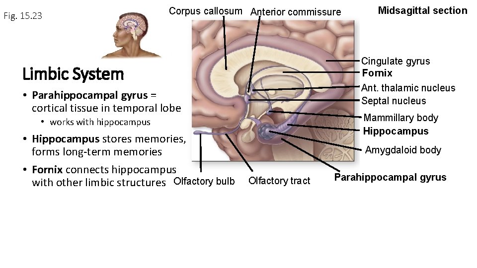 Fig. 15. 23 Corpus callosum Anterior commissure Cingulate gyrus Fornix Ant. thalamic nucleus Septal