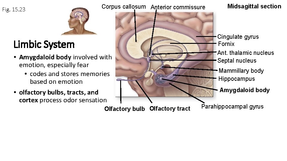 Fig. 15. 23 Corpus callosum Anterior commissure Limbic System • Amygdaloid body involved with