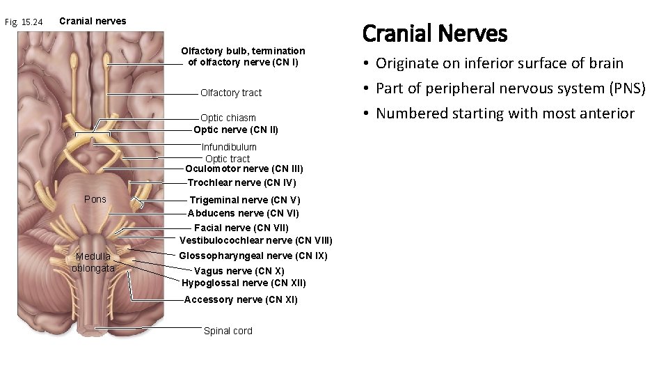 Fig. 15. 24 Cranial nerves Olfactory bulb, termination of olfactory nerve (CN I) Olfactory