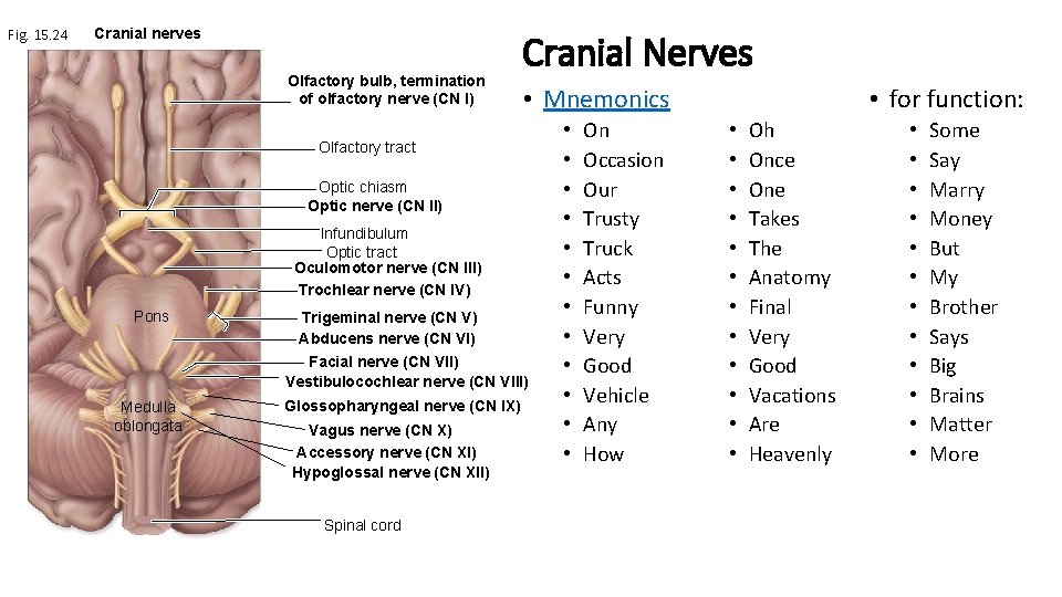 Fig. 15. 24 Cranial nerves Olfactory bulb, termination of olfactory nerve (CN I) Cranial
