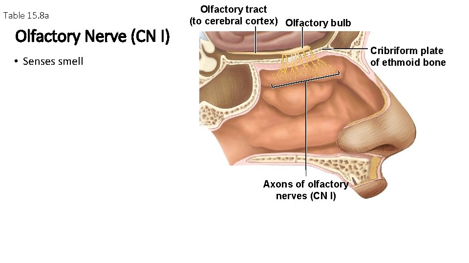Table 15. 8 a Olfactory Nerve (CN I) Olfactory tract (to cerebral cortex) Olfactory