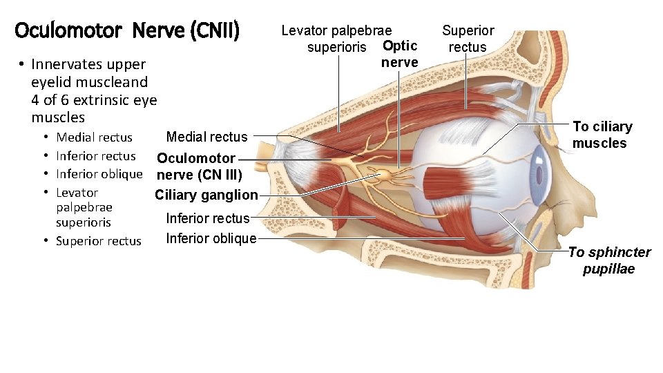 Oculomotor Nerve (CNII) • Innervates upper eyelid muscleand 4 of 6 extrinsic eye muscles