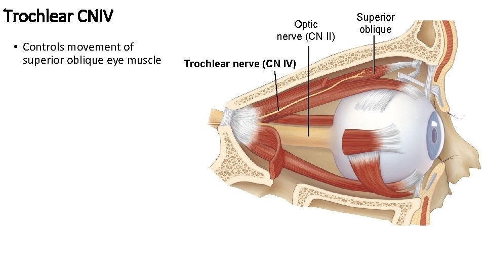 Trochlear CNIV • Controls movement of superior oblique eye muscle Optic nerve (CN II)