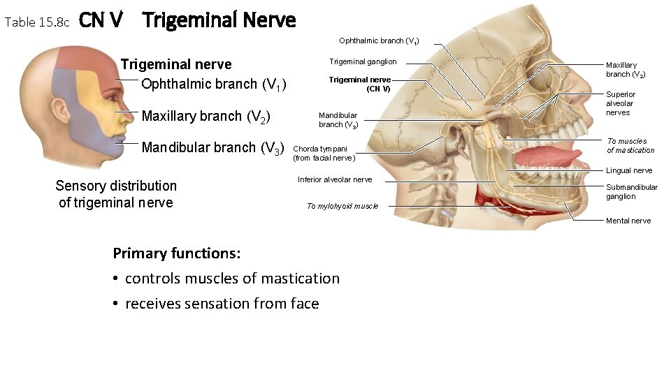 Table 15. 8 c CN V Trigeminal Nerve Ophthalmic branch (V 1) Trigeminal nerve