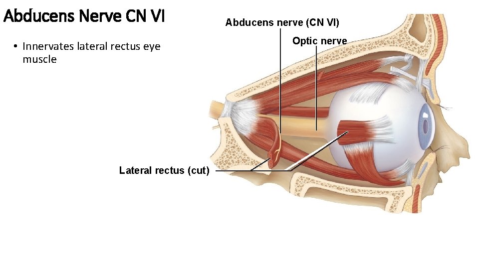 Abducens Nerve CN VI • Innervates lateral rectus eye muscle Lateral rectus (cut) Abducens