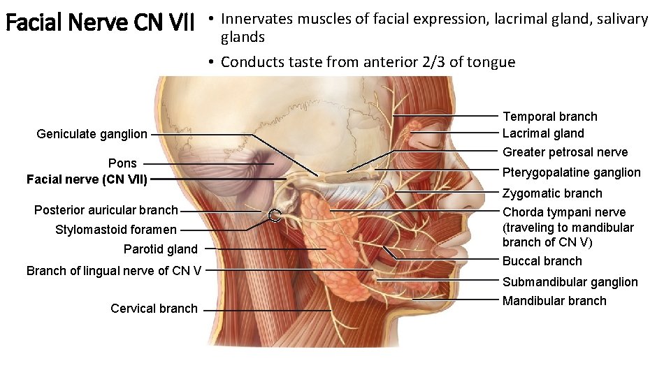 Facial Nerve CN VII Geniculate ganglion Pons Facial nerve (CN VII) Posterior auricular branch