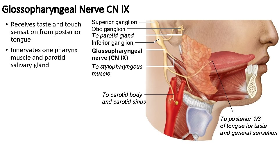 Glossopharyngeal Nerve CN IX • Receives taste and touch sensation from posterior tongue •