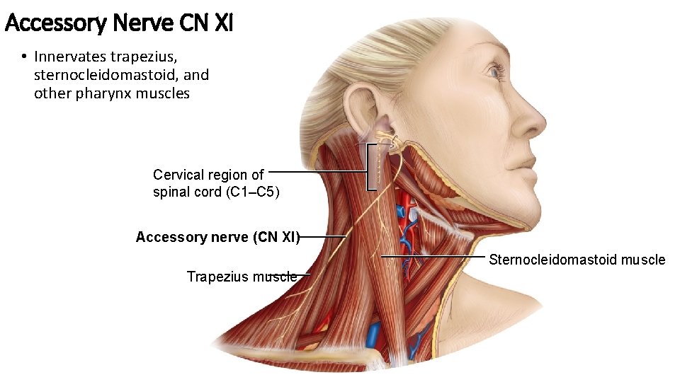 Accessory Nerve CN XI • Innervates trapezius, sternocleidomastoid, and other pharynx muscles Cervical region