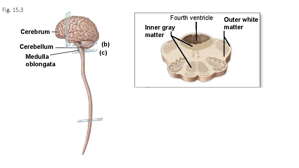Fig. 15. 3 Fourth ventricle Inner gray matter Cerebrum Cerebellum Medulla oblongata (b) (c)