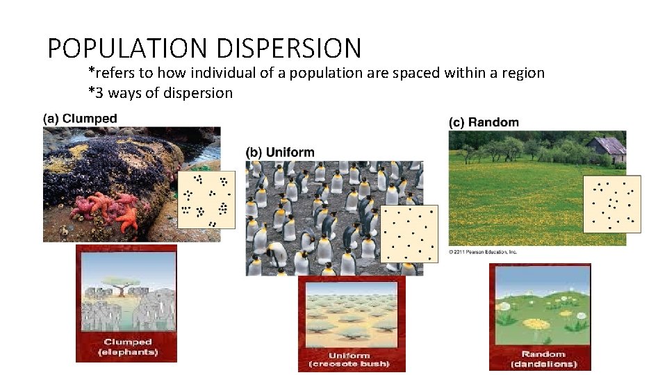 POPULATION DISPERSION *refers to how individual of a population are spaced within a region