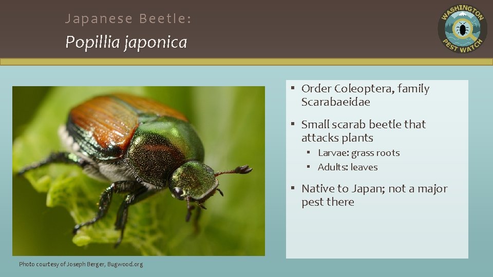 Japanese Beetle: Popillia japonica ▪ Order Coleoptera, family Scarabaeidae ▪ Small scarab beetle that