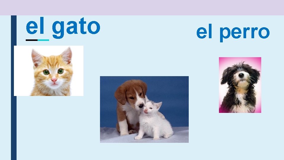 el gato el perro 