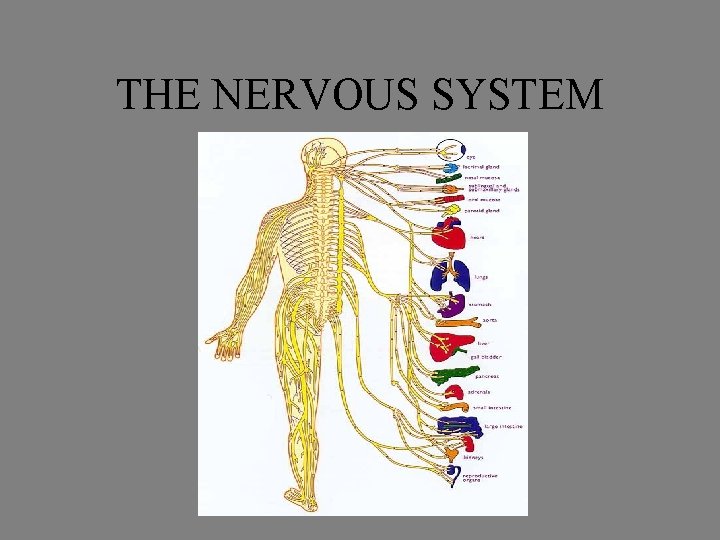 THE NERVOUS SYSTEM THE NERVOUS SYSTEM