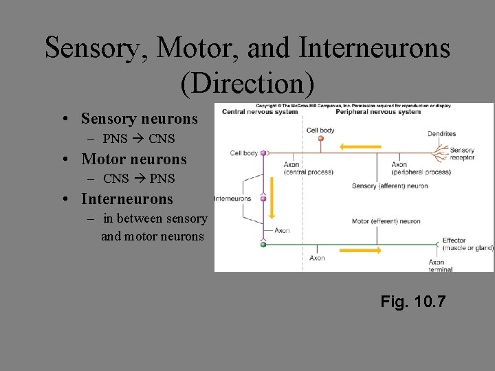 Sensory, Motor, and Interneurons (Direction) • Sensory neurons – PNS CNS • Motor neurons